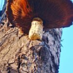 The Benefits of Credit Monitoring for Your Financial Future