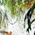 5 Essential Tips for Finding
the Right Home Loan