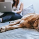 Everything You Need to Know About Home Loans for Homeownership